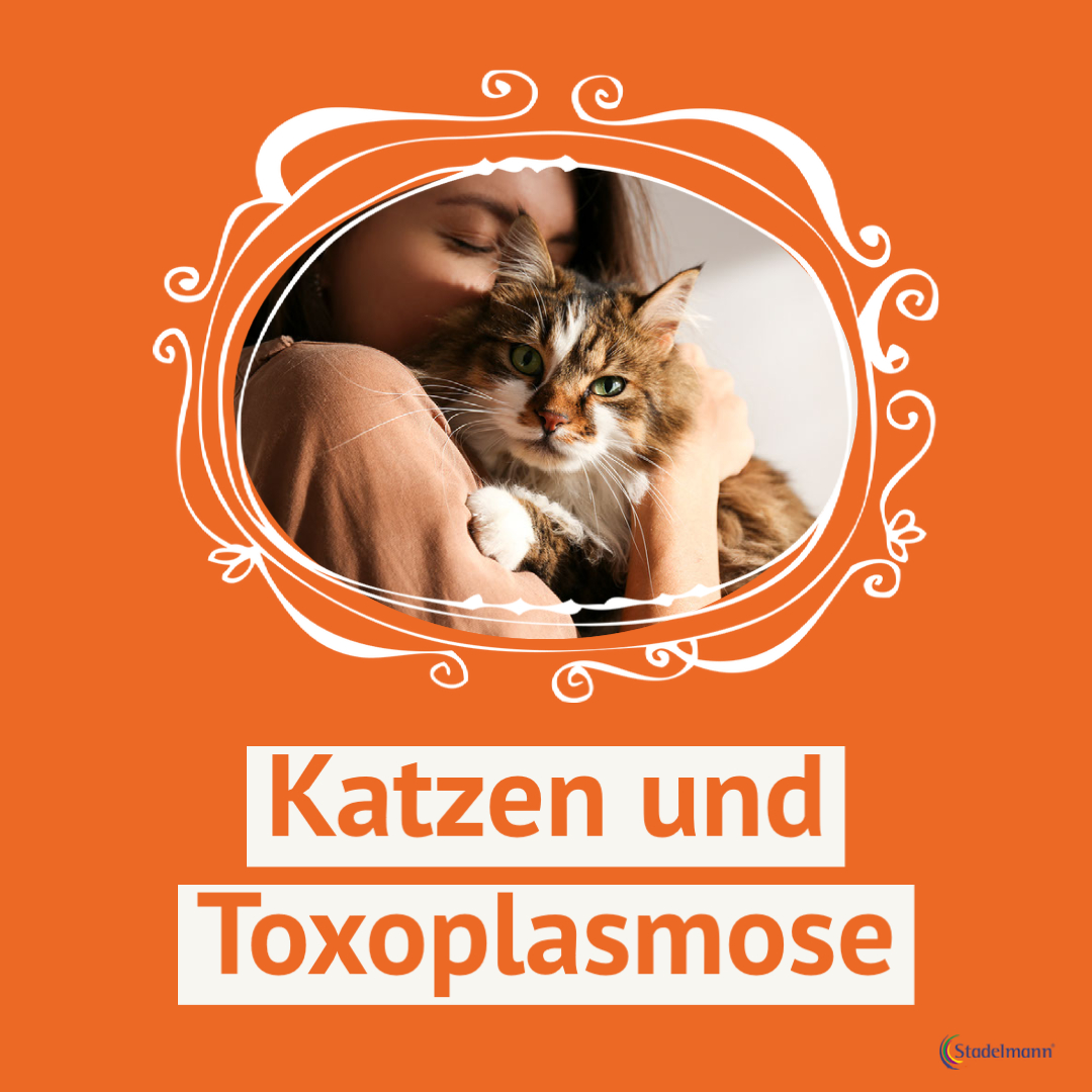 Toxoplasmose Toxoplasmose